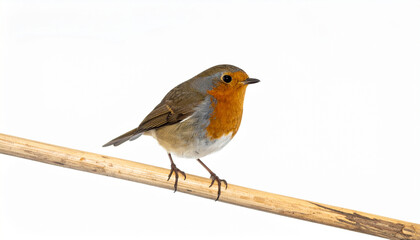 A European Robin perches on a branch, showcasing its vibrant plumage in a serene natural setting.