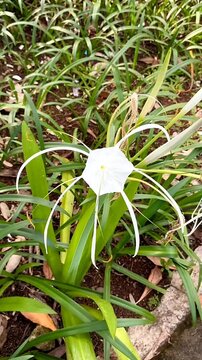 Amarilys flower or Hymenocallis caroliniana with green leaf background, planting in the garden.