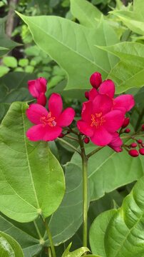 Jatropha integerrima, commonly known as peregrina or spicy jatropha flowers, blossoming nicely. Floral background. 