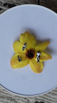 Surreal Rotating Flower Texture with Miniature Cow Figurines - suitable for graphic imaginative resource website design