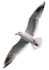 Obraz premium Abstract Shadow of a Flying Seagull on White
