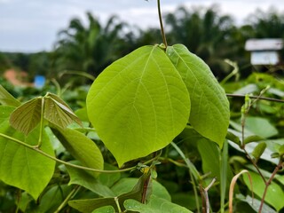 Mucuna bracteata plants in the morning 