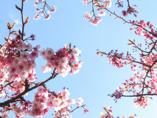 青空に映える満開の桜
