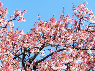 青空に映える熱海桜