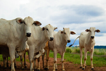 The image shows Nelore cattle, one of the most important breeds in Brazilian livestock farming. © Gabriela