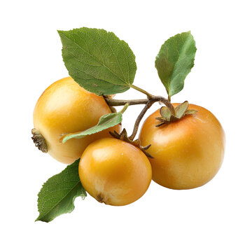 Golden Persimmons with Leaves Isolated on White Background