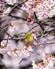 可愛いメジロと寒桜