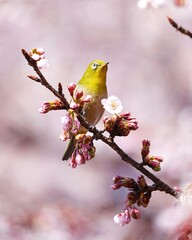 可愛いメジロと寒桜