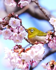可愛いメジロと寒桜