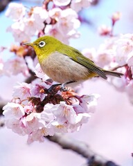 可愛いメジロと寒桜