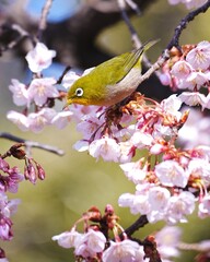 可愛いメジロと寒桜