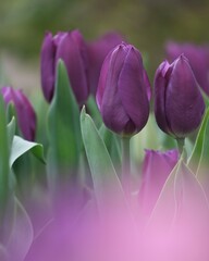 可愛い満開なチューリップの花