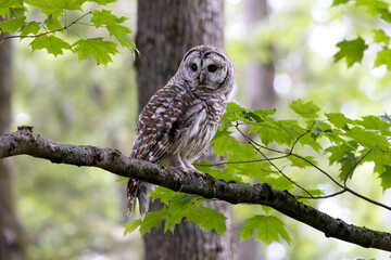 Fototapeta premium Barred owl Strix varia glances over its shoulder at surrounding forest in southern Ontario Canada