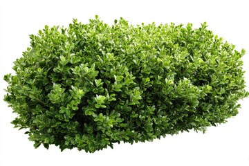 Obraz premium A lush, rounded green bush with many small, oval leaves