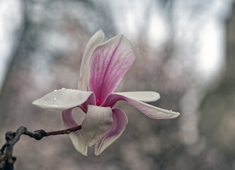 Magnolia tree in bloom in early spring