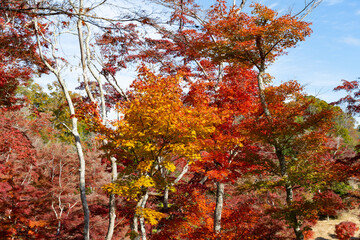 静岡県伊豆市　修善寺自然公園もみじ林の紅葉