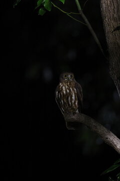The northern boobook (Ninox japonica) belongs to the family Strigidae (true owls) and is a raptorial owl endemic to eastern and southern countries of Asia.