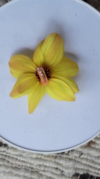 surreal botanic miniature figurine rotating suitable for graphic resource texture pack