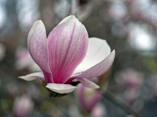 Magnolia tree in bloom in early spring