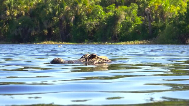 Wild reptile alligator predator floating in still freshwater pond in Everglades region of Florida, USA.
