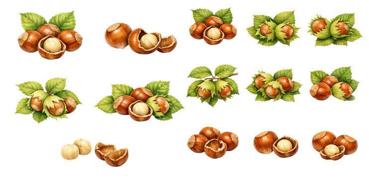 A charming watercolor collection of hazelnut clipart, including whole nuts, cracked shells, kernels, leafy branches, and natural brown tones.