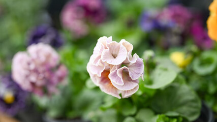 Fototapeta premium Close up of Lavishly Ruffled Petals of Sato Pansy from Antoinette Collection