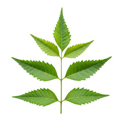 Green leafy plant isolated on a transparent background