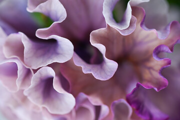 Close up of Lavishly Ruffled Petals of Sato Pansy from  Antoinette Collection