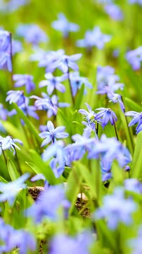 Blue scilla flowers blooming in the spring garden on the Alpine hill. Beautiful blue spring flowers on a sunny day. Close-up vertical b-roll footage.