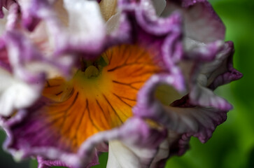 Close up of Lavishly Ruffled Petals of Sato Pansy from  Antoinette Collection