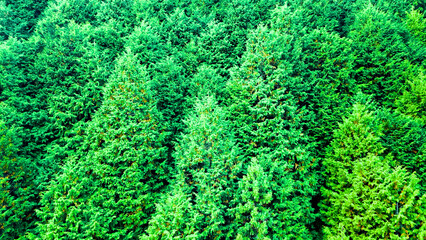 針葉樹林  © SA_ GridLens