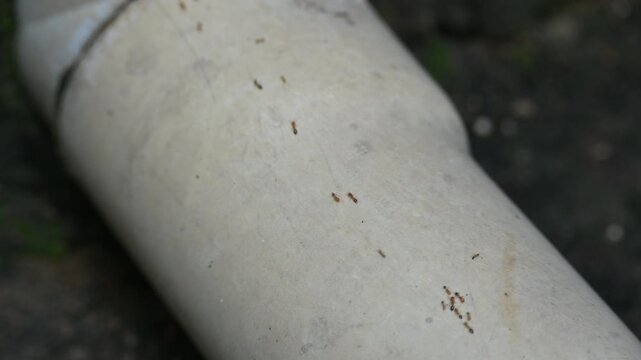 A line of small, reddish-brown ants marches across a light gray PVC pipe. The ants are oriented in various directions, some following a trail while others cluster together. This scene depicts a quiet 