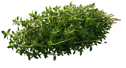 Obraz premium Fresh bunch of green thyme herb leaves and stems isolated on white background transparent background