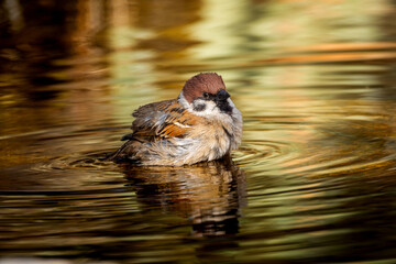 水浴びするスズメ