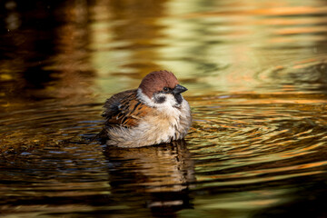 水浴びするスズメ