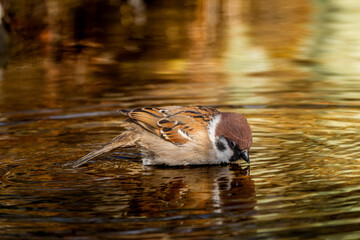水浴びするスズメ