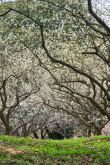 Obraz premium 【佐布里池】満開の梅林でできたトンネル