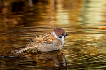 水浴びするスズメ