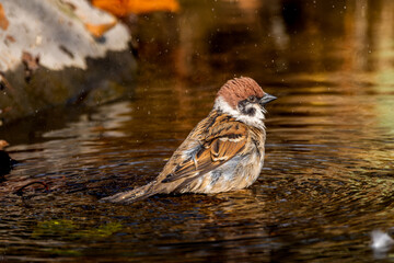 水浴びするスズメ