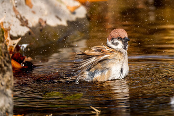 水浴びするスズメ