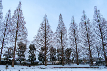 メタセコイアの雪景色