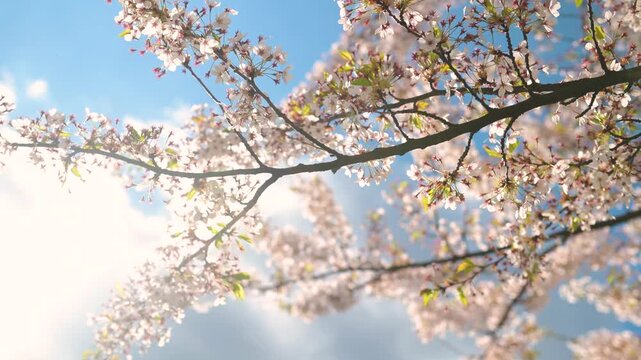 Beautiful sakura tree blossoming on spring. Slow motion close-up b-roll footage.