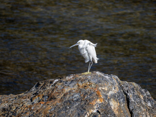 岩の上に立つコサギ