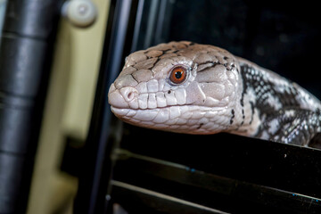 アオジタトカゲ