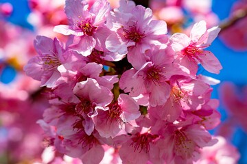 四浦半島の河津桜