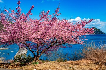 四浦半島の河津桜