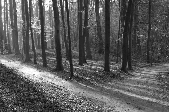 forest interlude