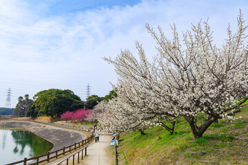 梅の花が綺麗な春の佐布里池（愛知県知多市）