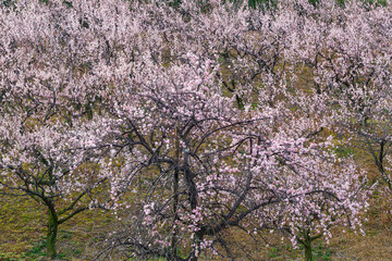 満開の梅の花（愛知県知多市　佐布里池）