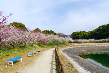 梅の花が綺麗な春の佐布里池（愛知県知多市）
